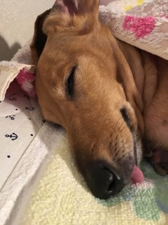 愛犬ももこの撮影写真33